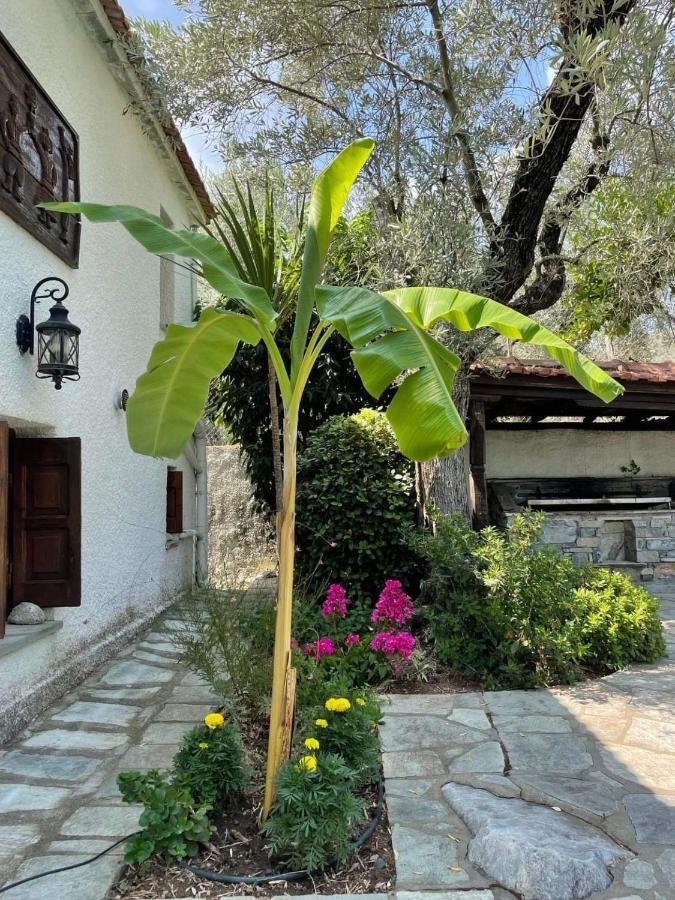 Villa Olive Áno Lekhónia Dış mekan fotoğraf